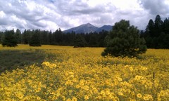 sunflowers
